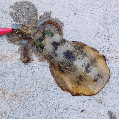 待望の淡路島^_^