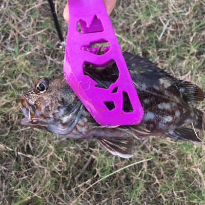 IKEA裏で五目釣り達成