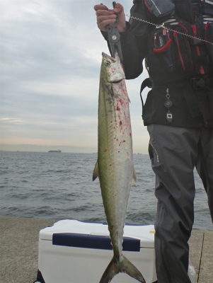 ポーアイ沖堤釣行