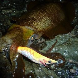 アオリイカ調査