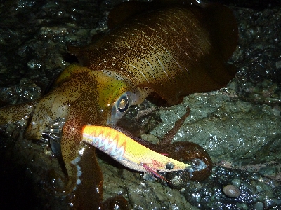 アオリイカ調査