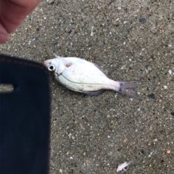 残敗カワハギ釣り