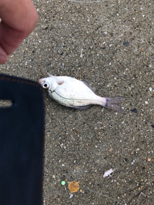 残敗カワハギ釣り