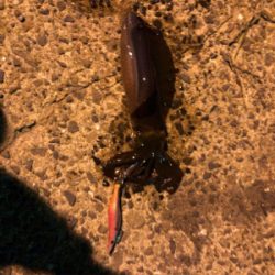 秋イカエギング