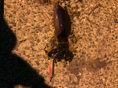 秋イカエギング