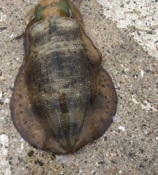 スクイットパーティー