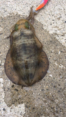 スクイットパーティー