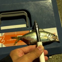 暴風雨豆アジング