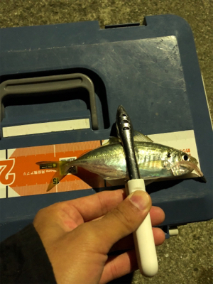 暴風雨豆アジング