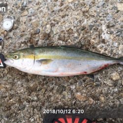 久しぶりにタチサゴハマチ