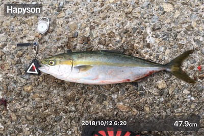 久しぶりにタチサゴハマチ