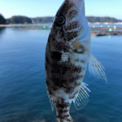 朝まずめライトロック♪