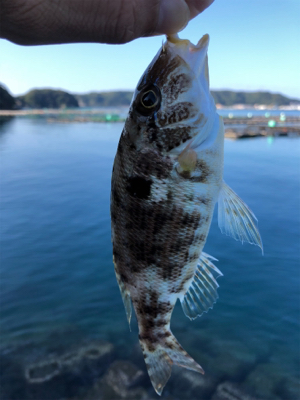 朝まずめライトロック♪