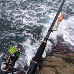 シーバスロッドでアオリイカエギング