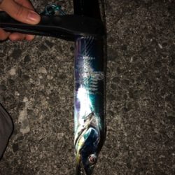 ワインド後はライトショアジギングで