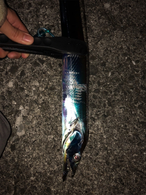 ワインド後はライトショアジギングで