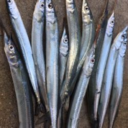 サヨリ釣りを邪魔するサバ