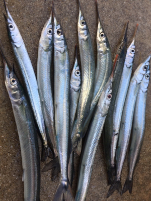 サヨリ釣りを邪魔するサバ