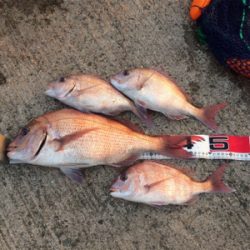 今日は明石鯛日和!