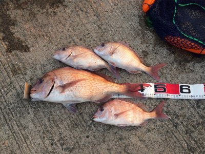 今日は明石鯛日和!