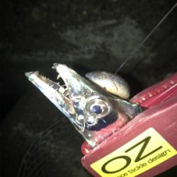 今日も、ワインドには渋い！