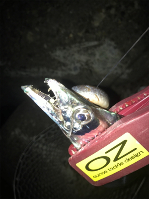 今日も、ワインドには渋い！