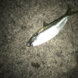 名港はサバだらけ