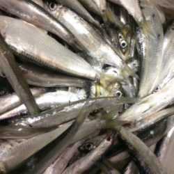 サビキ・タチウオ