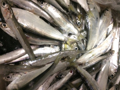 サビキ・タチウオ