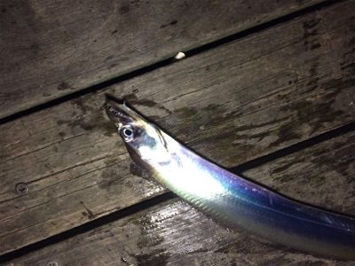 今日は渋かったぁ