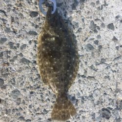 久し振りの朝ショア