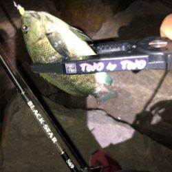 ライトゲームからのタチウオ。