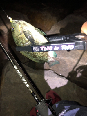 ライトゲームからのタチウオ。