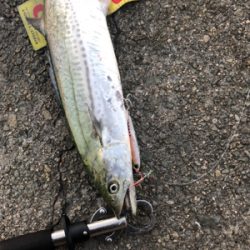 久々の青物釣り