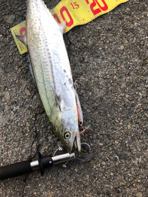 久々の青物釣り