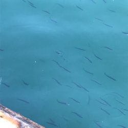 エギング・ジギング・アジング