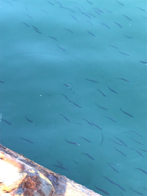 エギング・ジギング・アジング