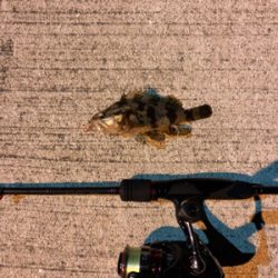 五目釣り達成!?