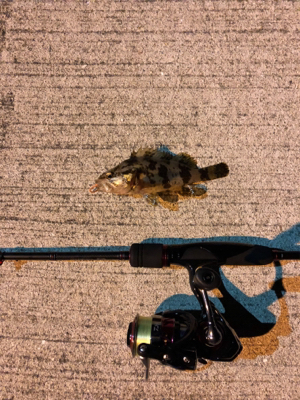 五目釣り達成!?