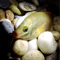 秋満喫！エンジョイライト五目ゲーム