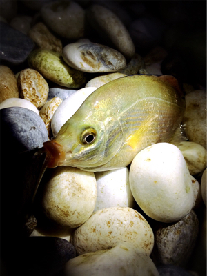 秋満喫！エンジョイライト五目ゲーム