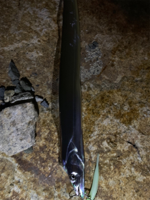 岸和田ワインド