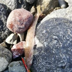 ショアジギング！