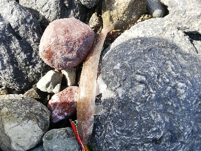 ショアジギング！