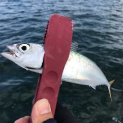 日が出てからの反応が…