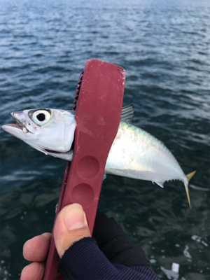 日が出てからの反応が…