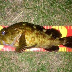 アジンガー1810〜2030