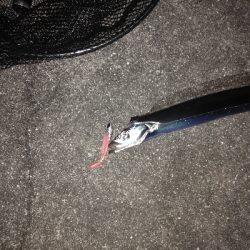 タチウオデートも面白い