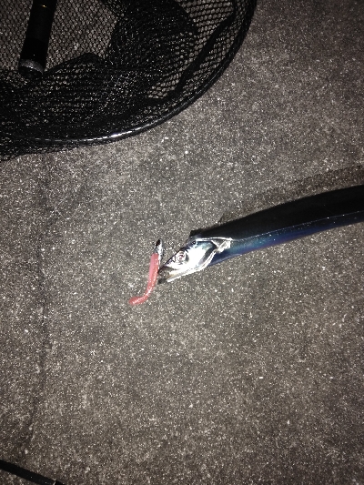 タチウオデートも面白い