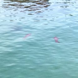 萩市周辺 アオリイカ釣果